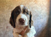 Springer Spaniel