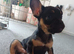 Frenchie puppy for sale