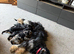 Portuguese sheepdog cross puppies