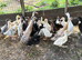 Ducklings for sale off heat