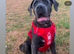 Cane corso cross with presa canario