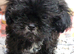 2 x Shih Tzu puppies