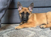 Belgian malinois
