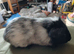 Cuddly boars