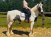 14.3/15hh cob gelding