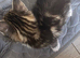 Maine Coon