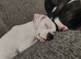 2 American bulldog x staffys