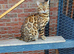 Stunning Beautiful Bengal Male Cat Top Bloodlines