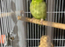 Male parrolet tamed