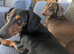 Dachshund