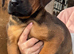 Presa puppies