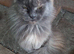 Maine Coon Looking for a New Home