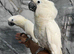 Friendly HandReared Super Tame Cuddly Umbrella Cockatoo Parrot,28