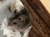 Baby hamster and cage