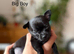 Gorgeous Black Blue Chihuahua Puppies London N1