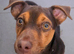 REHOME beautiful tiny chocolate tan boy
