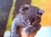 Ragdoll kittens born 10/07/26 4 boys left