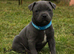 KC Reg Blue staffordshire bull terrier