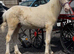 Cremello welsh section d colt (future stallion)