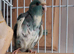 Blue and Cream Kakariki