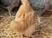 Buff Orpington