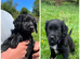 ***friendly cockerdor puppies***