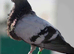 Spanish putter pigeon for sale
