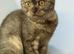Full Pedigree Scottish Fold Girl Looking for new Home