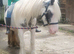 ️ Serena ️ 4 year old, 12hh Mini Cob Riding Mare  Serena has the kindest of nature's, always wanting to please and loves people big and small. In the
