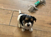 Biewer terrier puppies