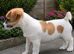 Traditional jack russell puppies