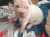 5 beautiful shar pei pups