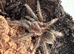 3 female tarantulas