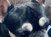 5 year old male frenchie