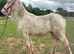 9mth gelding to make 14-14.2