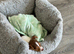 Male jack Russell 2 month old