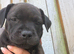 KC REGISTERED STAFFORDSHIRE BULL TERRIERS