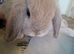 10 month old Fawn colour Female