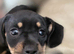 Black and tan pup