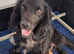 KC Registered working cocker spaniel puppies