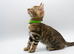 Stunning TICA Registered Bengal Kittens