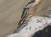 Yellow Headed Water Monitor at Birmingham Reptiles