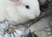 Pure bred mini lop bunnies - Ready Now