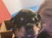 Rottweiler/ Sharpie puppies