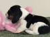 Stunning KC Registered Basset Pups