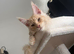 6m old Maine Coon