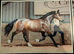 14.3hh 7yo bay Welsh section D mare