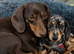 Dapple boy mini dachshund
