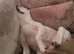 American Staffy (READ DESCRIPTION)