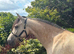 TOP CLASS Connemara mare available!